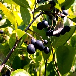NERO ARONIA - (Aronia melanocarpa)